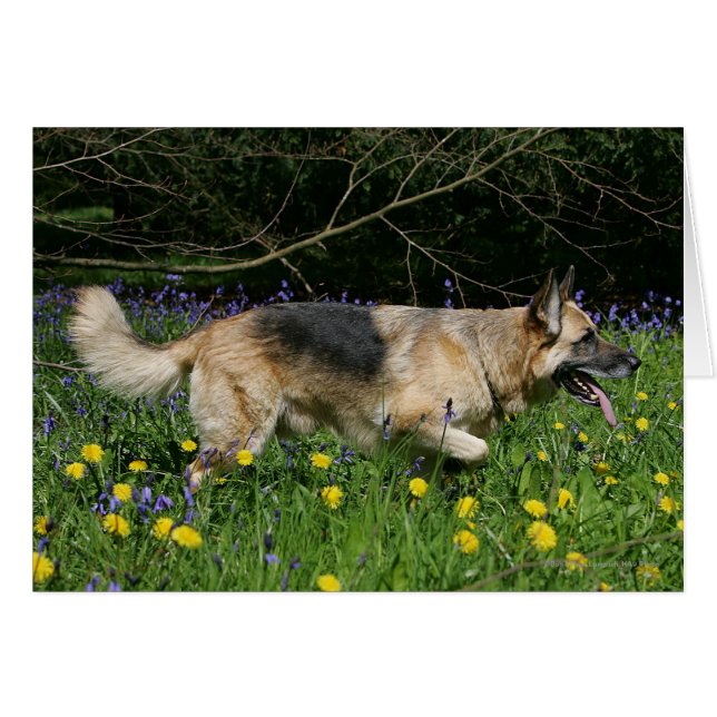 German Shepherd in Yellow Flowers (Voorkant Horizontaal)