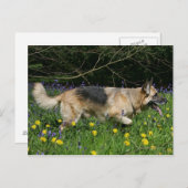 German Shepherd in Yellow Flowers Briefkaart (Voorkant / Achterkant)