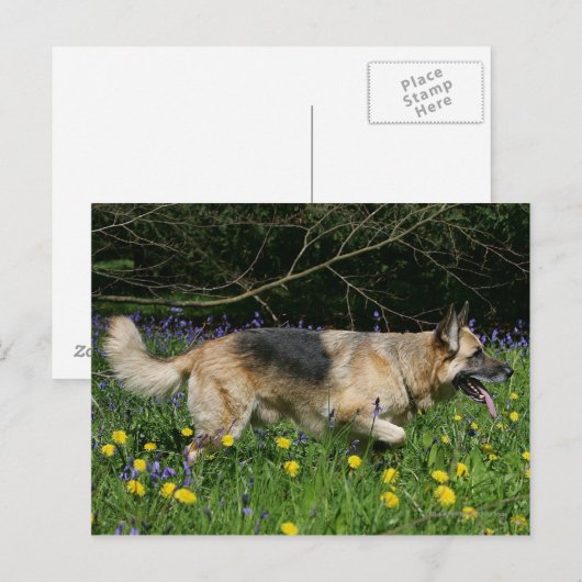 German Shepherd in Yellow Flowers Briefkaart (Voorkant / Achterkant)
