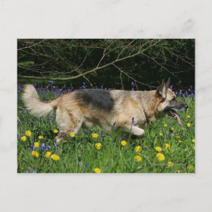 German Shepherd in Yellow Flowers Briefkaart