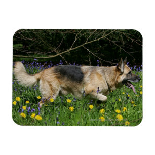 German Shepherd in Yellow Flowers Magneet