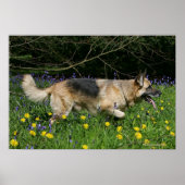 German Shepherd in Yellow Flowers Poster (Voorkant)