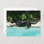 German Shepherd Jumping in Water Briefkaart (Voorkant / Achterkant)