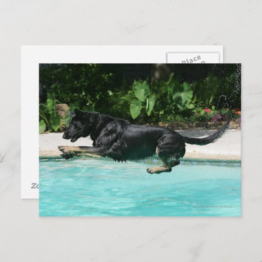 German Shepherd Jumping in Water Briefkaart (Voorkant / Achterkant)