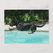 German Shepherd Jumping in Water Briefkaart (Voorkant)
