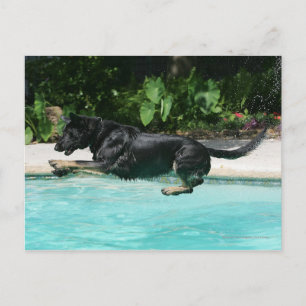 German Shepherd Jumping in Water Briefkaart