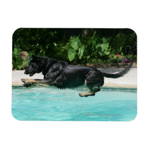 German Shepherd Jumping in Water Magneet