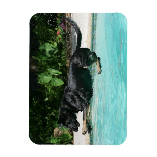 German Shepherd Jumping in Water Magneet (Verticaal)