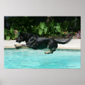 German Shepherd Jumping in Water Poster (Voorkant)