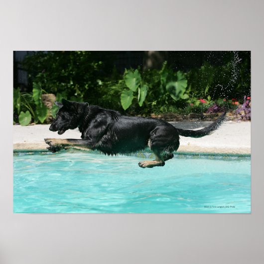 German Shepherd Jumping in Water Poster (Voorkant)