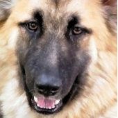 GERMAN SHEPHERD KAART