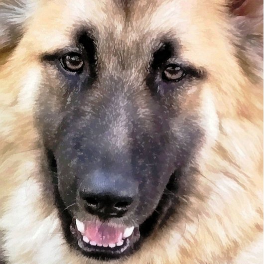 GERMAN SHEPHERD KAART