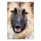 GERMAN SHEPHERD KAART (Voorkant)