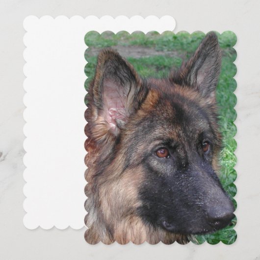 German Shepherd Kaart (Voorkant / Achterkant)