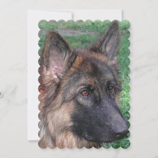 German Shepherd Kaart (Voorkant)