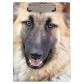 GERMAN SHEPHERD KLEMBORD (Voorkant)
