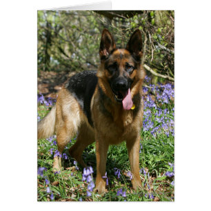 German Shepherd Laying Down