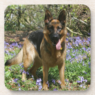 German Shepherd Laying Down Bier Onderzetter