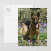 German Shepherd Laying Down Briefkaart (Voorkant / Achterkant)