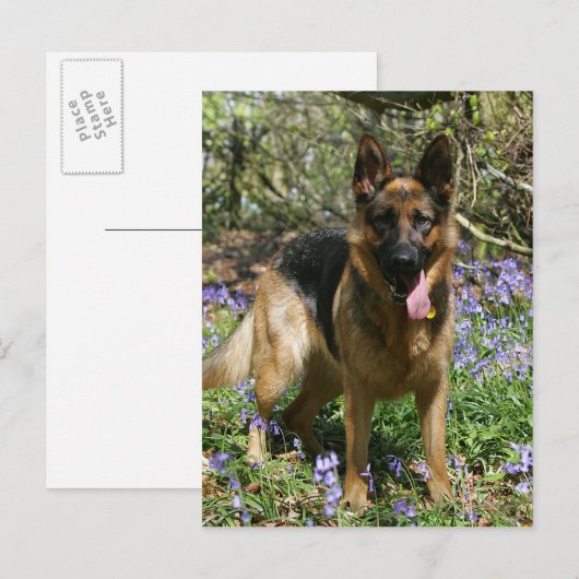 German Shepherd Laying Down Briefkaart (Voorkant / Achterkant)