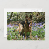 German Shepherd Laying Down Briefkaart (Voorkant / Achterkant)