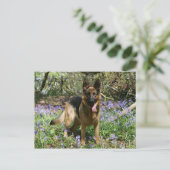 German Shepherd Laying Down Briefkaart (Staand voorkant)