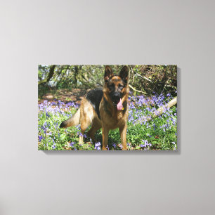 German Shepherd Laying Down Canvas Afdruk