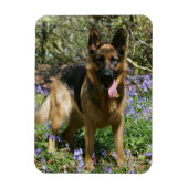 German Shepherd Laying Down Magneet (Verticaal)