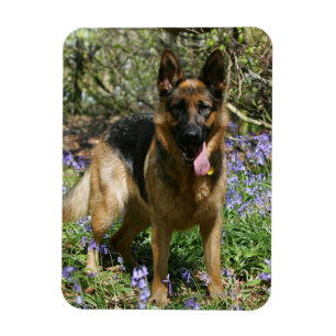 German Shepherd Laying Down Magneet