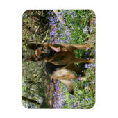 German Shepherd Laying Down Magneet (Verticaal)