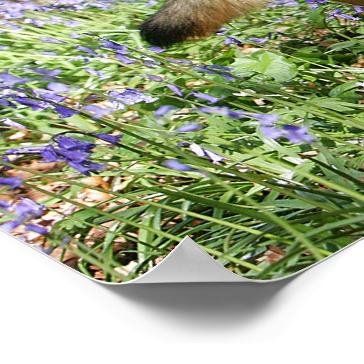 German Shepherd Laying Down Poster (Hoek)