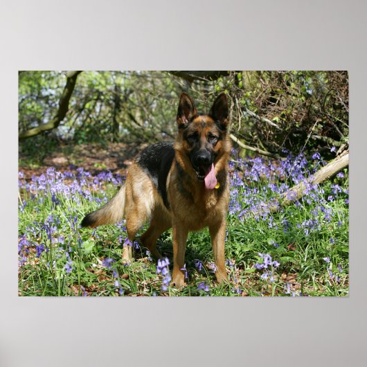 German Shepherd Laying Down Poster (Voorkant)