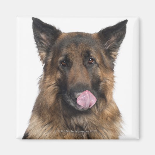 German Shepherd Magneet (Voorkant)