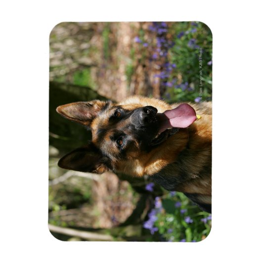 German Shepherd Magneet (Verticaal)