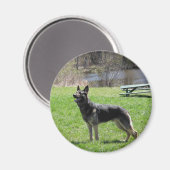 German Shepherd Magneet (Voorkant / Achterkant)