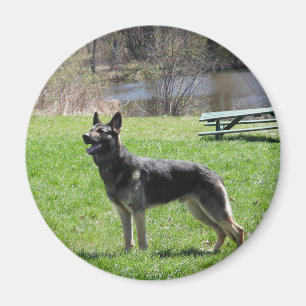 German Shepherd Magneet