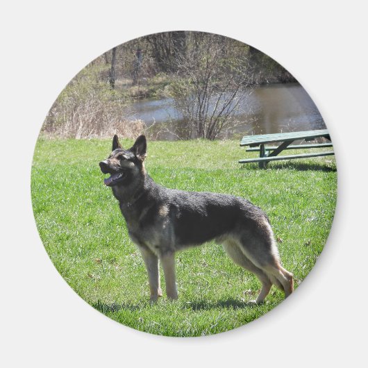 German Shepherd Magneet (Voorkant)