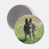 German Shepherd Magneet (Voorkant / Achterkant)