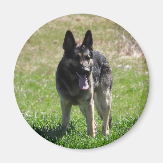 German Shepherd Magneet (Voorkant)