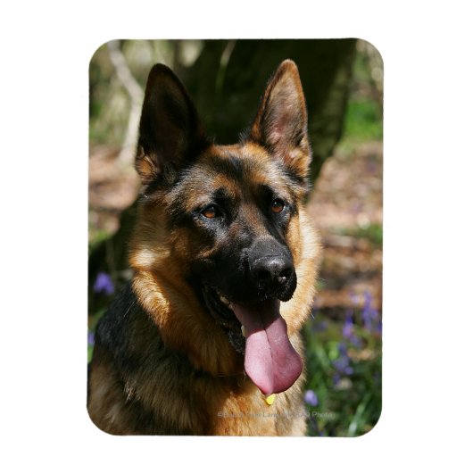 German Shepherd Magneet (Verticaal)