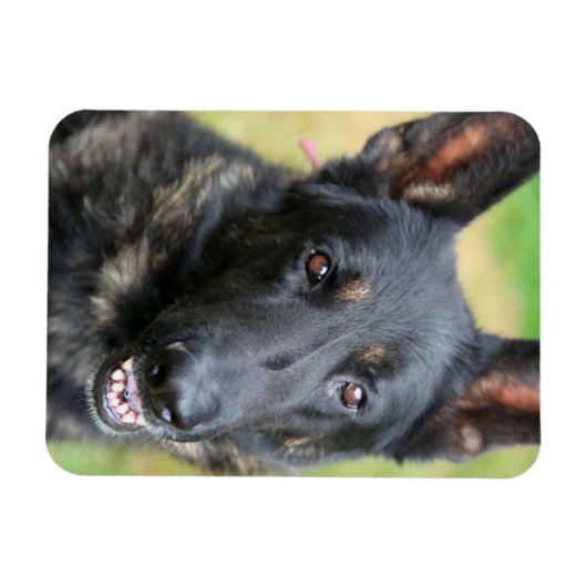 German Shepherd Magneet (Horizontaal)