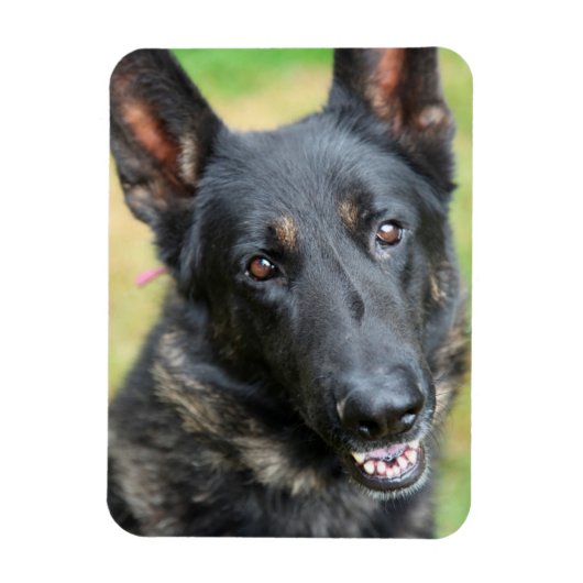 German Shepherd Magneet (Verticaal)