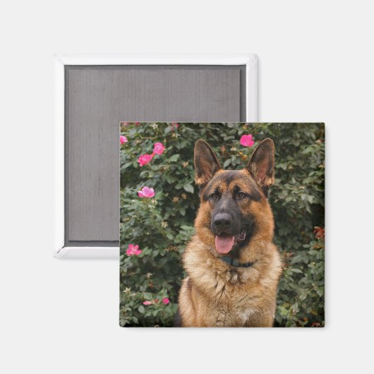 German Shepherd Magnet (Voorkant / Achterkant)