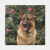 German Shepherd Magnet (Voorkant)