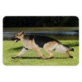 German Shepherd Magnet Magneet (Horizontaal)