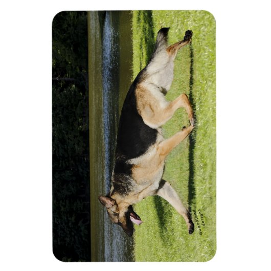 German Shepherd Magnet Magneet (Verticaal)