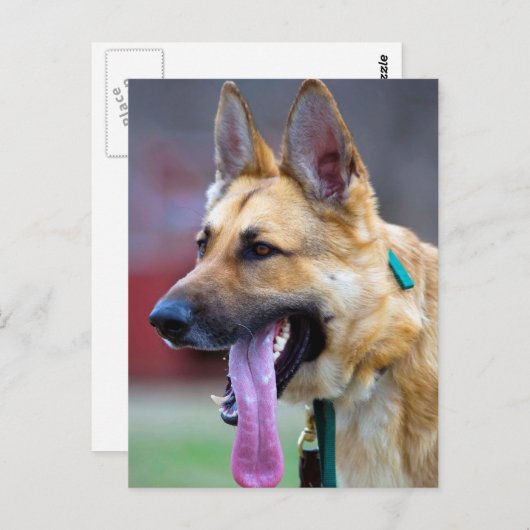German Shepherd met Long Tongue Briefkaart (Voorkant / Achterkant)