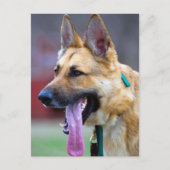 German Shepherd met Long Tongue Briefkaart (Voorkant)