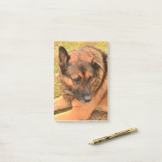 German Shepherd met One Floppy Ear Post-it® Notes (Op bureau)