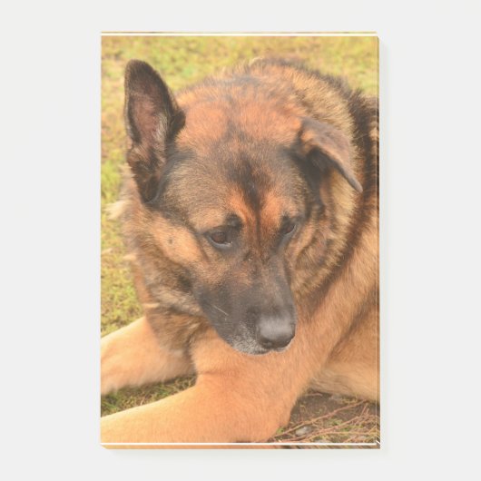 German Shepherd met One Floppy Ear Post-it® Notes (Voorkant)